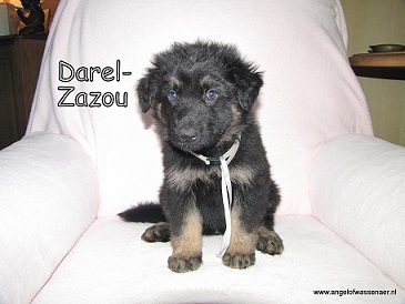 Darel-Zazou